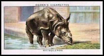 38 Rhinoceros